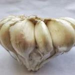 can garlic cause mouth ulcers
